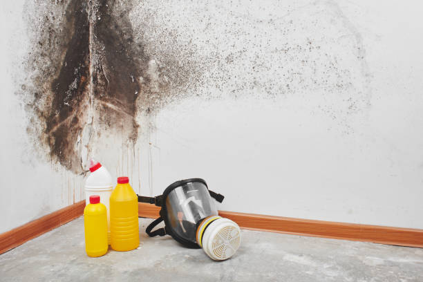 Best Professional Mold Removal  in West Brattleboro, VT