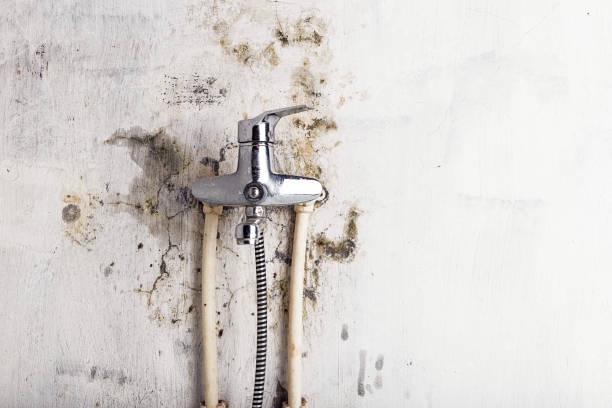 Best Black Mold Removal  in West Brattleboro, VT