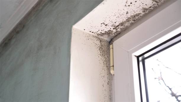 Mold Removal Process in West Brattleboro, VT