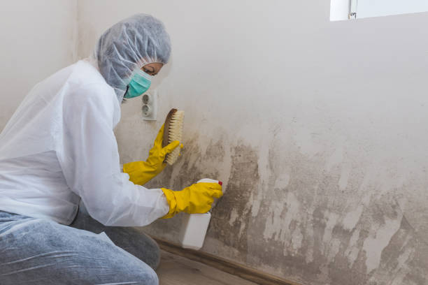 Best Attic Mold Removal  in West Brattleboro, VT