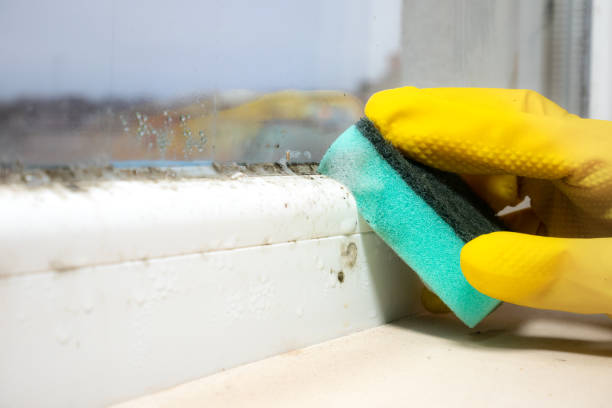 Best Fast Mold Removal  in West Brattleboro, VT