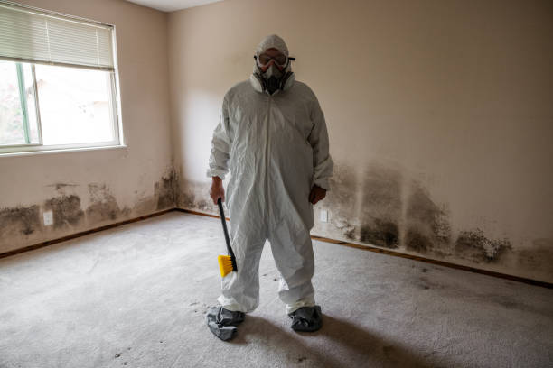 Best Emergency Mold Removal  in West Brattleboro, VT