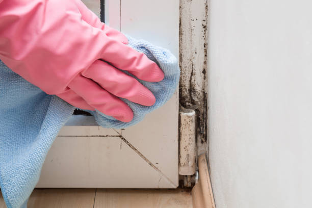 Best Commercial Mold Removal  in West Brattleboro, VT